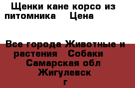 Щенки кане корсо из  питомника! › Цена ­ 65 000 - Все города Животные и растения » Собаки   . Самарская обл.,Жигулевск г.